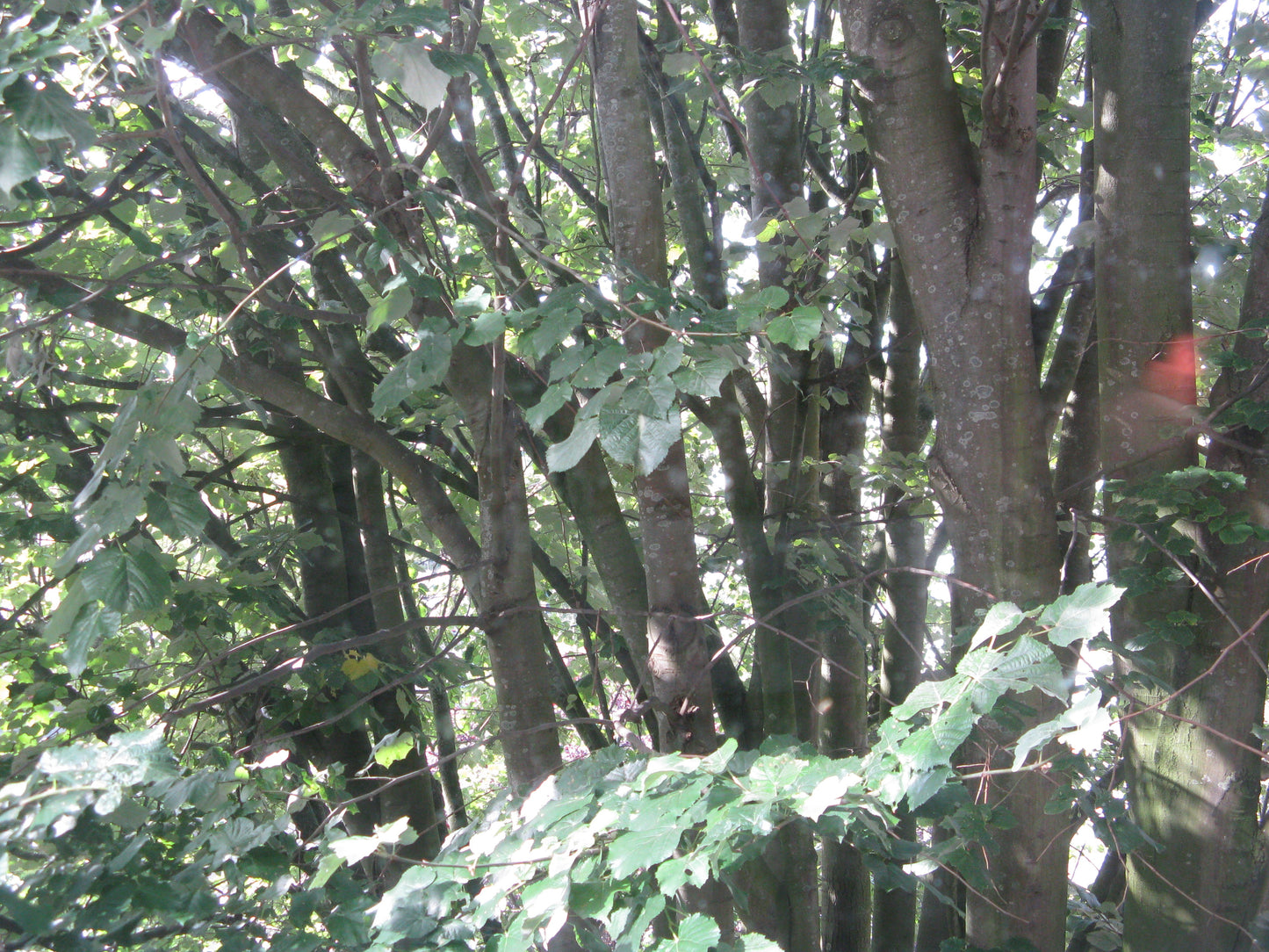 Canon PowerShot A720 IS