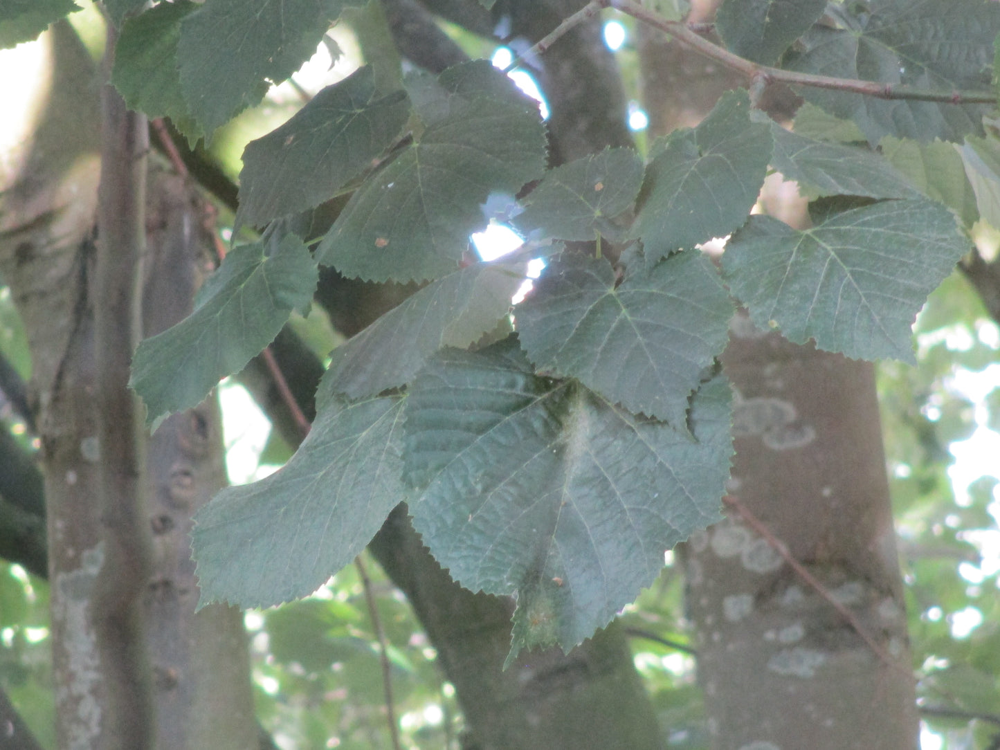Canon Ixus 160