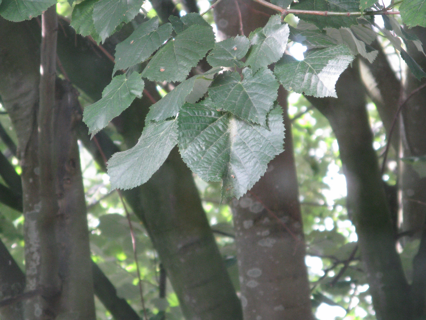 Canon PowerShot A720 IS