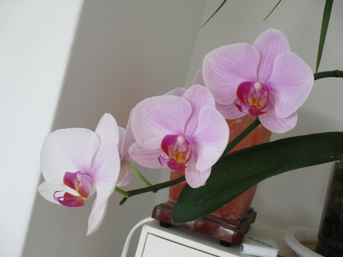 Canon Ixus 160 Picture 4